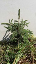 Lot of ~4~ FAST GROWING Norway Spruce  16&quot;-24&quot; Transplants Fall 2025 Shi... - $84.00