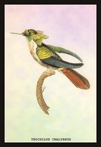 Hummingbird: Trochilus Chalybeus by Sir William Jardine - Art Print - £17.29 GBP+