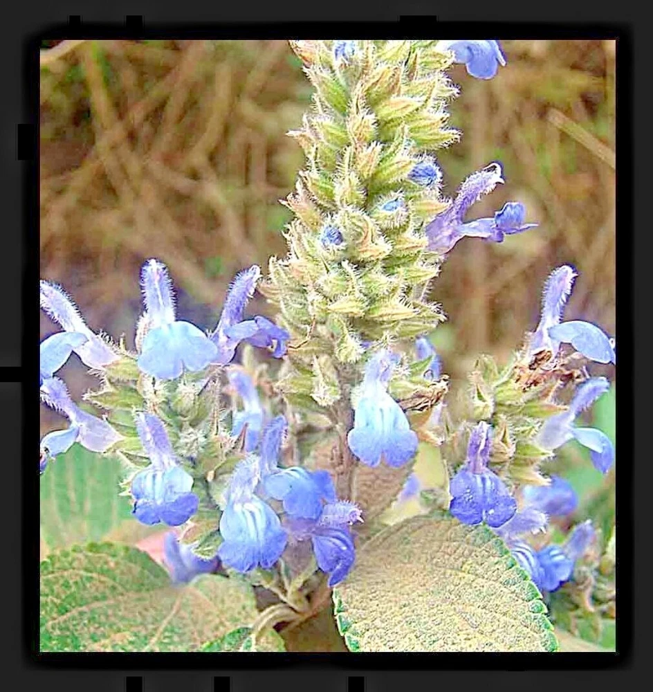 200 Seeds Chia Spring Herb Heirloom Vegetable Garden Microgreens Bees No... - $4.45