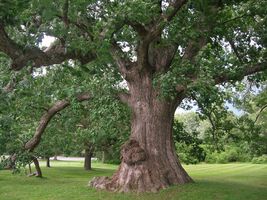 White Oak Tree qt pot (Quercus alba) image 5