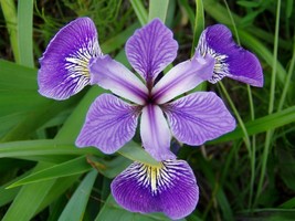 New Fresh Seeds Iris Versicolor Blue Flag Dagger Flower 20 Seeds Fast Ship - £19.08 GBP