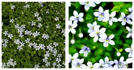 Blue Star Creeper Isotoma Fluviatilis 3 Seasons of Blooms 200 Seeds - £25.16 GBP