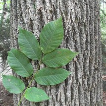 American White Ash Tree Seeds Fraxinus americana 25 Seeds Fresh Seeds - £11.20 GBP