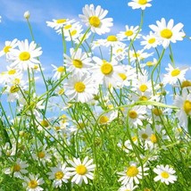 New Fresh USA Seller 1000 Chamomile Flowering Herb Seeds - £10.78 GBP