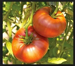 Brandywine RED Tomato 30 - 5000 Seeds  Heirloom Open Pollinated Non-GMO Big - $1.81+