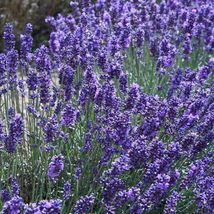 200 Fresh Seeds Lavender English Herb - £9.31 GBP