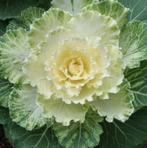 100 Osaka White flowering kale Seeds Flowering Cabbage Seed - Outdoor Living - £28.24 GBP