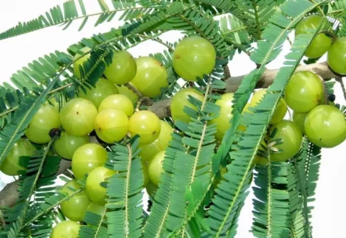 Phyllanthus Emblica Tree 15 Seeds Indian Gooseberry Edible Amla Fruit Gardening  - £10.08 GBP