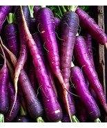 HT 200 Seeds Purple Dragon Carrot Seeds Non Gmo Fast Grow - $18.27 CAD