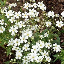 Baby&#39;S Breath White 18 Tall Cut-Flowers Popular Usa Non-Gmo Heirloom 2000 Seeds - £7.90 GBP