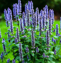 US Seller Korean Mint Agastache Purple Giant Hyssop Banga Bae Cho Asian New Fres - £6.22 GBP