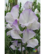 RD 50+ Albutt Blue Sweet Pea Seeds for Garden Planting  - $7.23 CAD