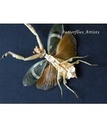 Rare Theopropus Elegans Female Orange Banded Flower Mantis Framed Shadowbox - $98.00