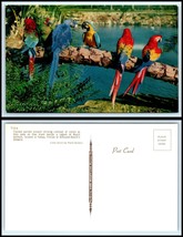 FLORIDA Postcard - Tampa, Busch Gardens, Trained Parrots A2 - £2.57 GBP