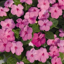 USA Seller 50 Impatiens Seeds Lollipop Bubblegum Disease Resistant - £14.91 GBP