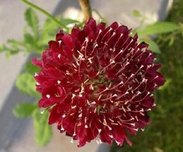 25+ Fire King Scabiosa Needle Cushion Flower Seeds Perennial - £11.48 GBP