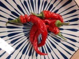 Lombardo paprika - Italian sweet - 5+ Seeds - Ca 076 - £1.57 GBP