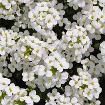 Groundcover Rock Cress White Flowers Perennial Rock Gardens Non Gmo 1000 Seeds  - £6.75 GBP