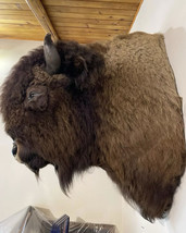 Gorgeous Massive Mounted Buffalo / Bison Taxidermy Head - $5,500.00