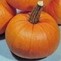 Small Sugar Pumpkin Seeds- 25 Seeds - $2.57