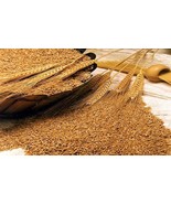 SEEDS Wheat berries seed for grow feed lot food plot sprouting or store ... - $5.45 CAD+