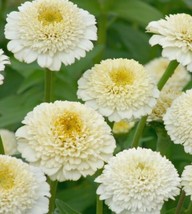 100 Zinderella White Zinnia Seeds Planting US Seller Fast Shipping - £4.22 GBP