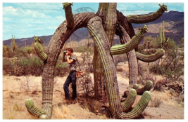 Saguaros Attain Many Fantastic Shapes Through Life Cactus Postcard Posted 1967 - £6.96 GBP