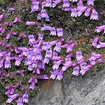 50 Alpine Penstemon Davidsonii Davidsons Beardtongue Purple Flower Seeds New Fre - £12.10 GBP