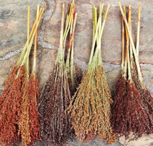 Rainbow Colors Broom Corn Colorful Sorgum Millet Wild Flower Garden USA - $9.90