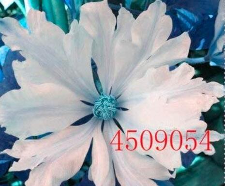 100Pcs Clematis Seeds White Climbing Flowers Fresh Seeds - $5.19