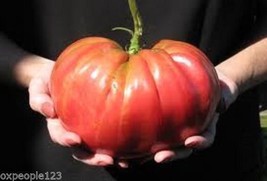 30+ Black / Pink Brandywine Tomato Seeds Indeterminate Non-GMO Heirloom Free S/H - £1.41 GBP+