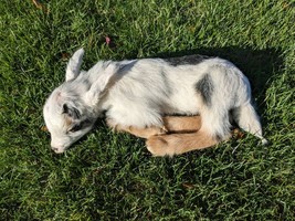 Baby Goat Taxidermy Mount - £673.59 GBP