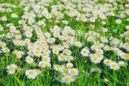 300 Seeds Creeping Snow Daisy Flower Fast Growing Groudcover Butterflies Bees - £12.92 GBP