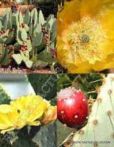 Opuntia Engelmannii Linguiformis exotic Angel&#39;s Wing Cactus rare seed - 50 SEEDS - $8.99