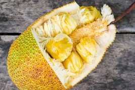 Big Jackfruit tropical fruit tree Rare exotic 2’-3’ - £91.01 GBP