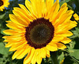 50 pcs large black oil sunflower seeds  mnts thumb155 crop