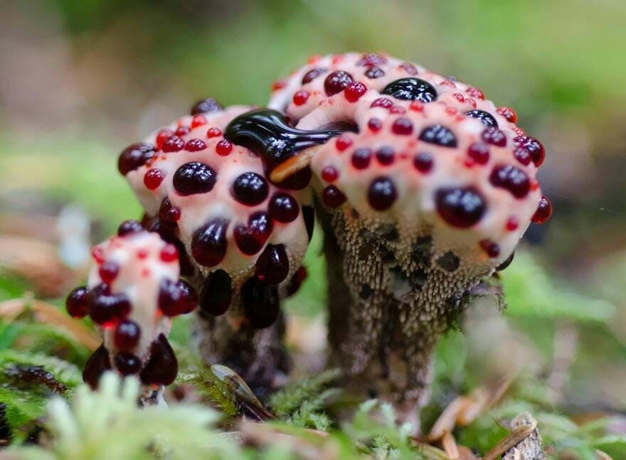 ornamental Mushrooms mix seeds-code 524 Item image 5