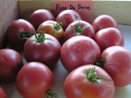 50 + Seeds  Rose De Berne Tomato Tomatoe Vegetable Garden Edible Canning From Us - $8.94