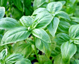400 Seeds Genovese Basil Seeds Organic Herb Fresh Pesto Patio Container ... - £7.22 GBP