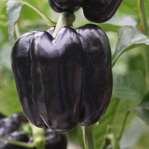 Purple Beauty Bell Pepper Seeds Sweet Bell Pepper Seeds Purple Pepper Seeds 20 S - $5.90