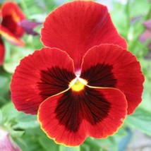 Pansy Giant Alpenglow Flower Seeds Viola x Wittrockiana 50 Seeds Fresh Seeds USA - £10.03 GBP