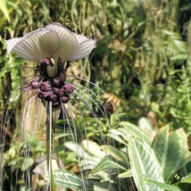 10 And 20 Seed Pack Options White Bat Flower Tacca Integrifolia Seeds Gardening  - $12.67