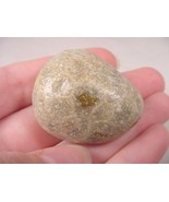 (F832-N) shiny polished Petoskey stone fossil coral specimen Michigan st... - $264.73 MXN