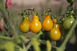 40 Seeds -Yellow Pear Tomato- Seed- Non GMO- Good for Sauce and Fresh- Freezing  - £3.16 GBP