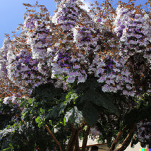 100 Royal Empress Tree Seeds Paulownia Tomentosa Purple Flowers Fast Growing Gar - £6.25 GBP