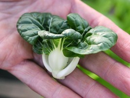 800 Cabbage Seeds Pak Choi Extra Dwarf White Stem Heirloom  From US - £23.06 GBP