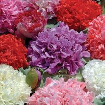 Poppy Peony Double Mixed, Red Pink White Purple Flowers, Variety Size Pa... - $1.97+