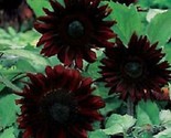 25 Black Magic Sunflower Seeds Flowers Seed Flower Perennial Bloom Fresh... - $9.38