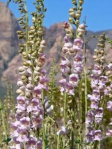 500 Pale Beardtongue Penstemon Pallidus Flower Seeds - £5.09 GBP