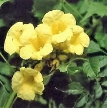 US Seller 10 Yellow Hummingbird Trumpet Vine Flower Campsis Radicans Flava Climb - $12.36